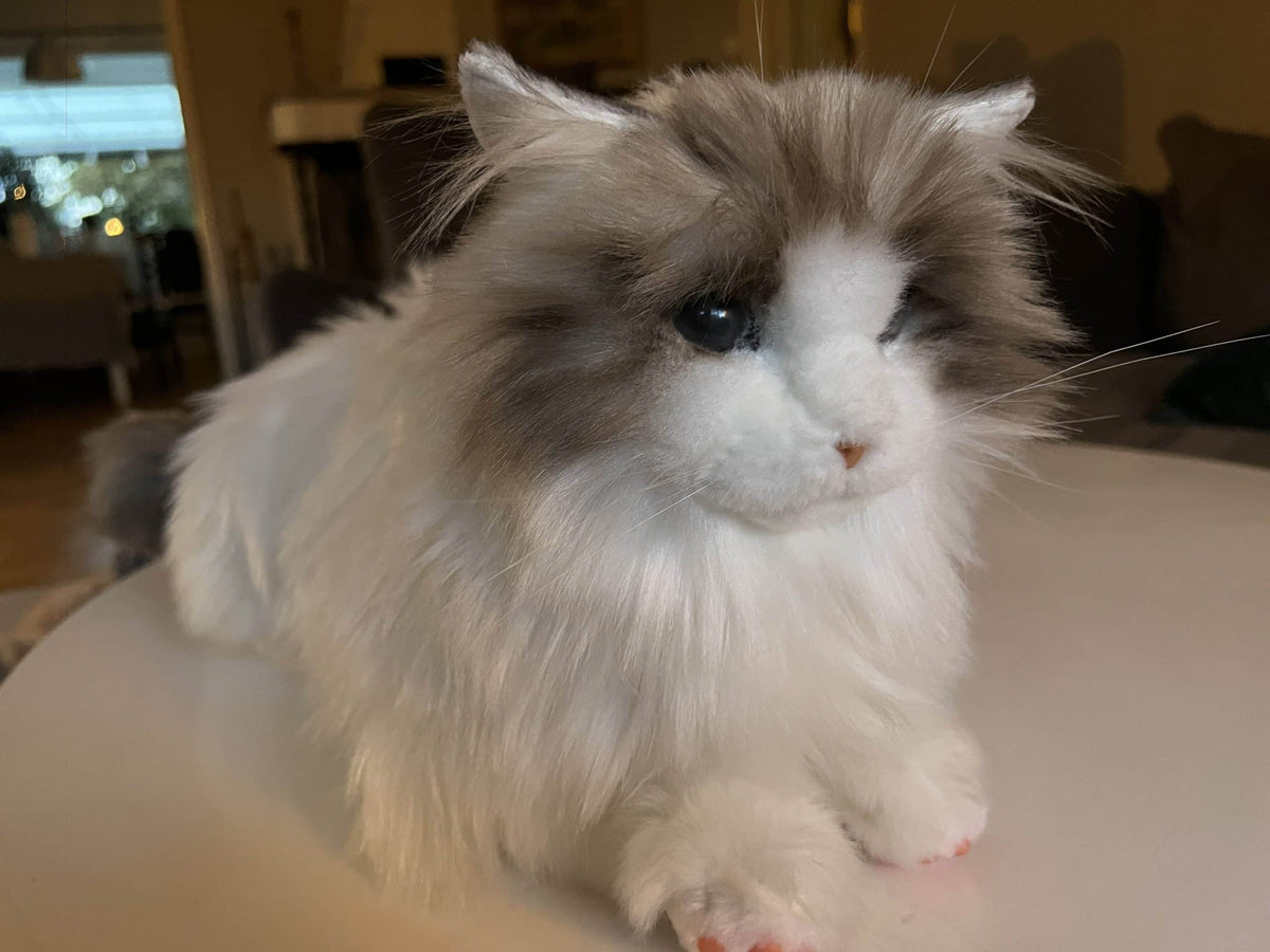 Metakatt Ragdoll with grey and white fur