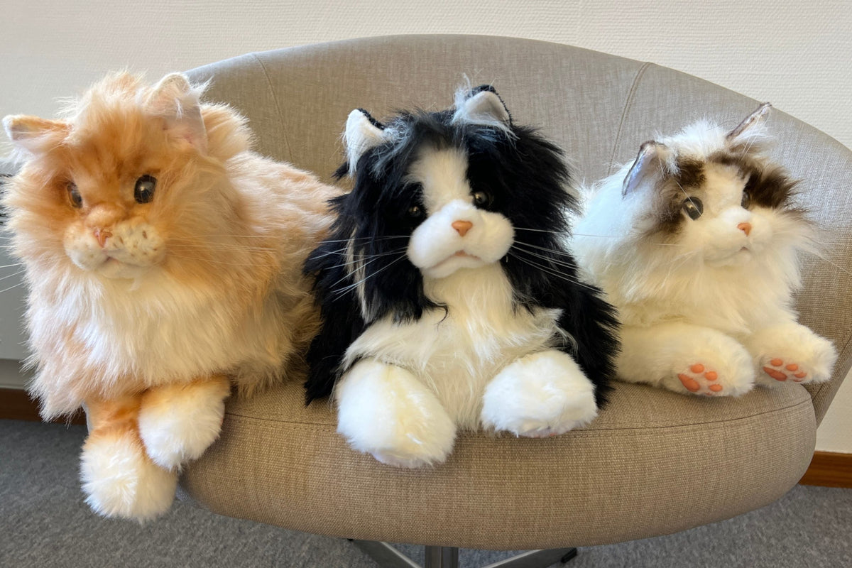 Metakatt - Ragdoll