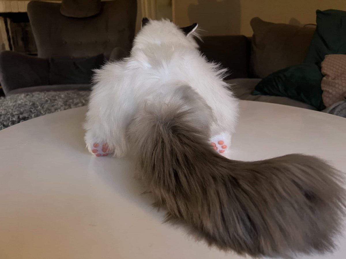 Metakatt - Ragdoll