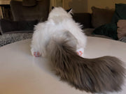 Metakatt - Ragdoll