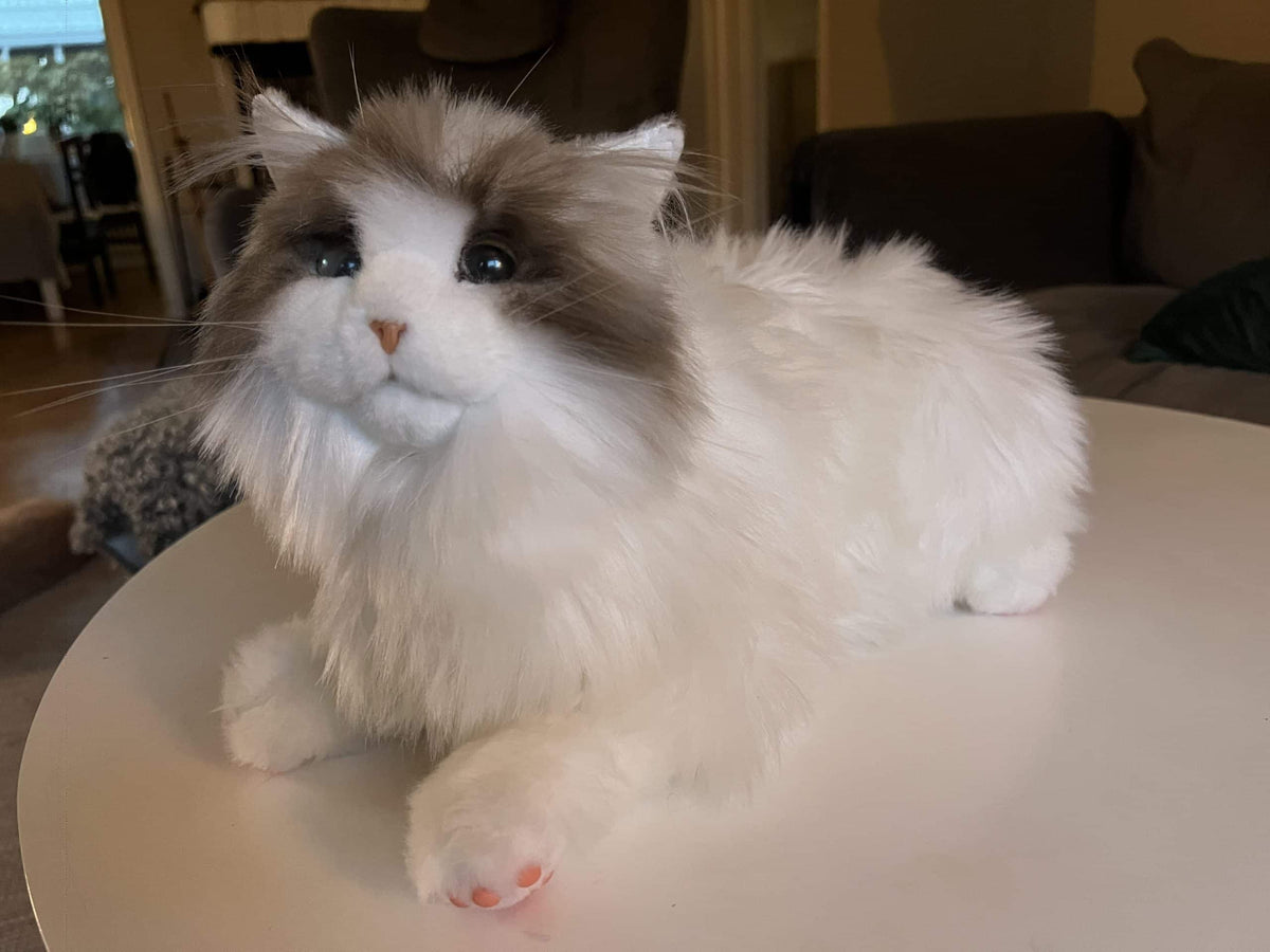 Metakatt - Ragdoll