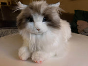 Metakatt - Ragdoll