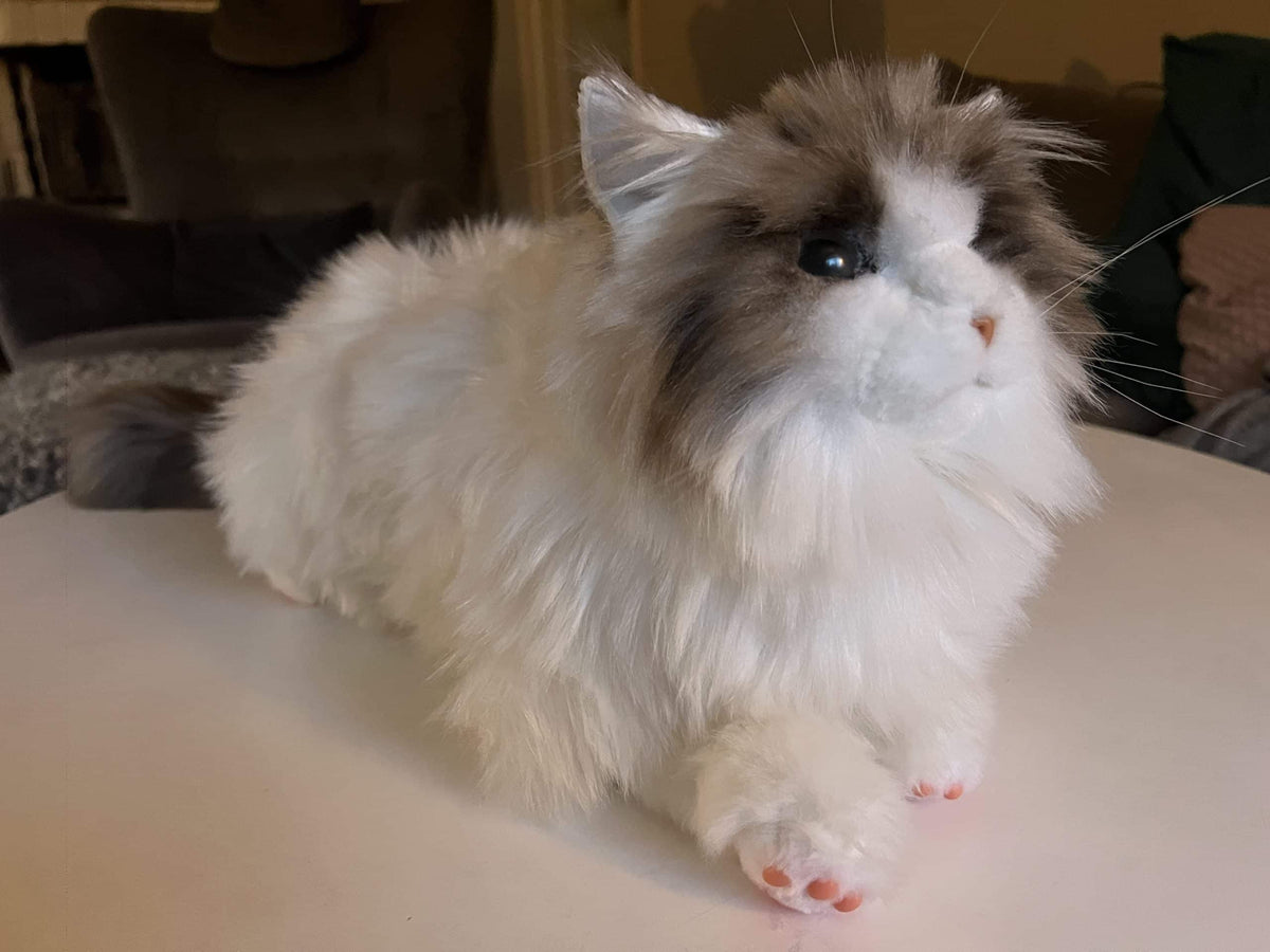 Metakatt - Ragdoll