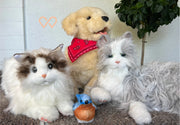 Package with 2 cats, one dog, and one bird